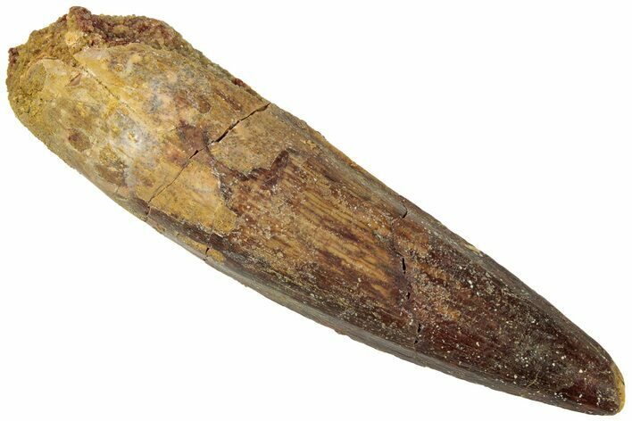 Fossil Spinosaurus Tooth - Real Dinosaur Tooth #311783